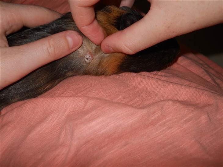 {{currentPhoto.altText}} billede {{currentPhoto.number}}