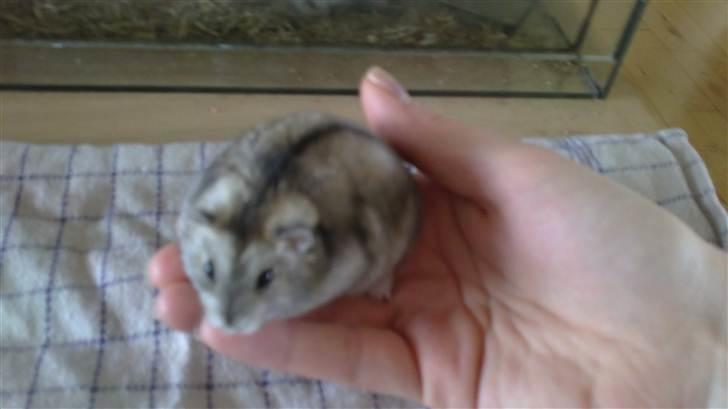 Mine Dv. hamster + unger billede 5