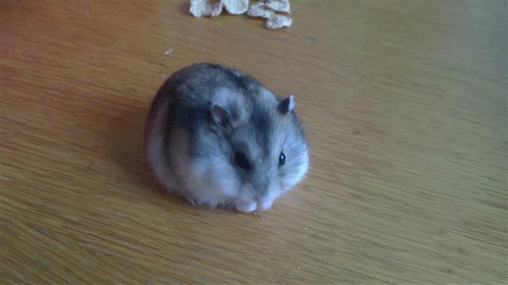 Mine Dv. hamster + unger billede 4