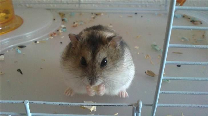 Mine Dv. hamster + unger billede 3