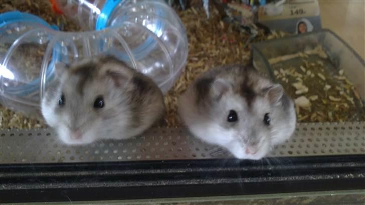 Mine Dv. hamster + unger - Chip og Chap som er mor og far til ungerne  billede 1