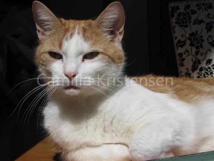 {{currentPhoto.altText}} billede {{currentPhoto.number}}