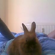 mine to dejlige kaniner
