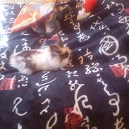 mine to dejlige kaniner