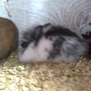 mine to dejlige kaniner