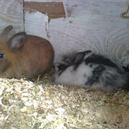 mine to dejlige kaniner