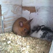 mine to dejlige kaniner