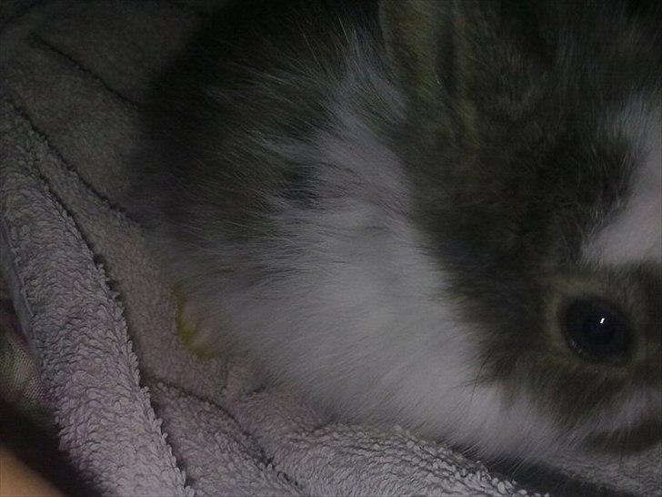 6 kanin unger gratis. billede 1