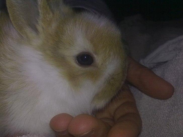 6 kanin unger gratis. billede 2