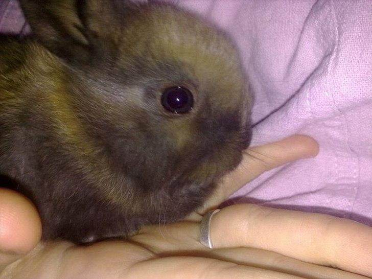 6 kanin unger gratis. billede 3