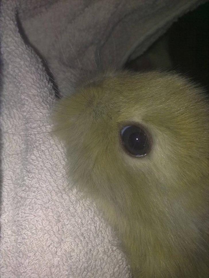 6 kanin unger gratis. billede 4