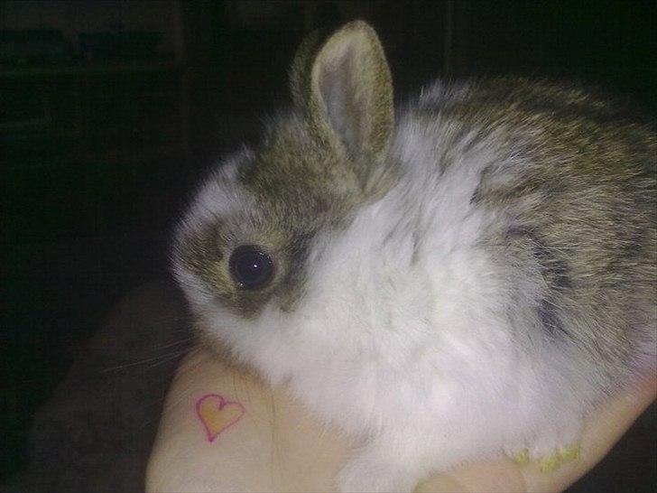 6 kanin unger gratis. billede 5