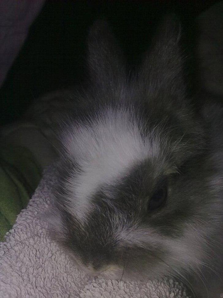 6 kanin unger gratis. billede 6