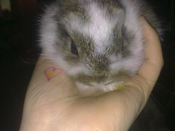 6 kanin unger gratis. billede 7