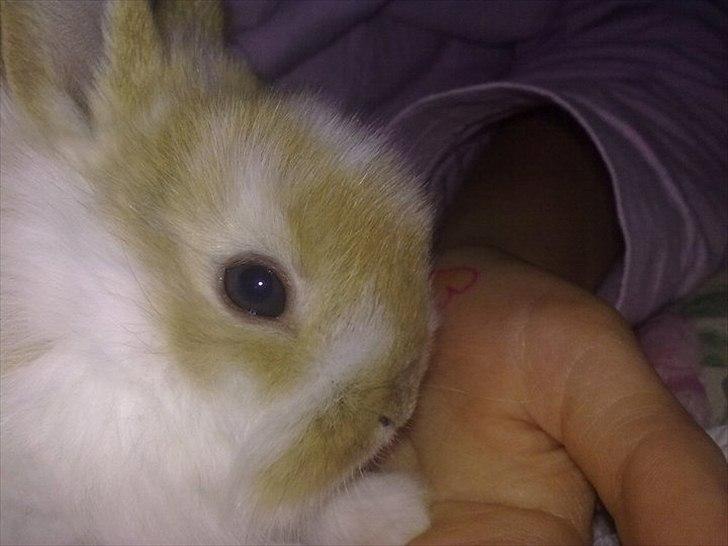 6 kanin unger gratis. billede 8