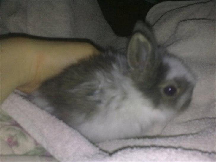 6 kanin unger gratis. billede 9