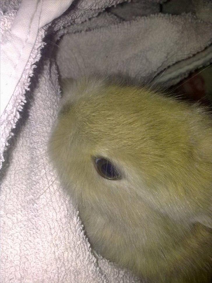 6 kanin unger gratis. billede 10