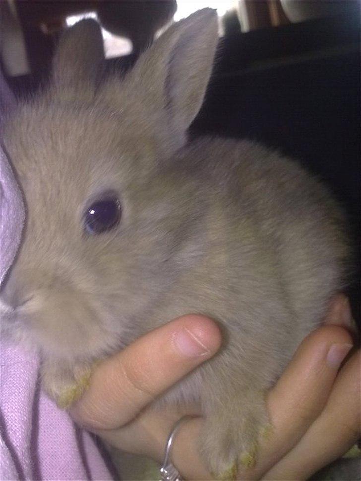6 kanin unger gratis. billede 11