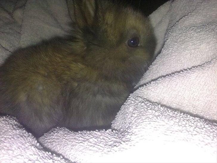 6 kanin unger gratis. billede 12