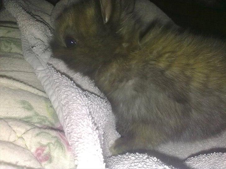 6 kanin unger gratis. billede 13