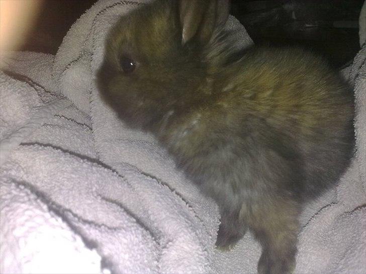 6 kanin unger gratis. billede 14