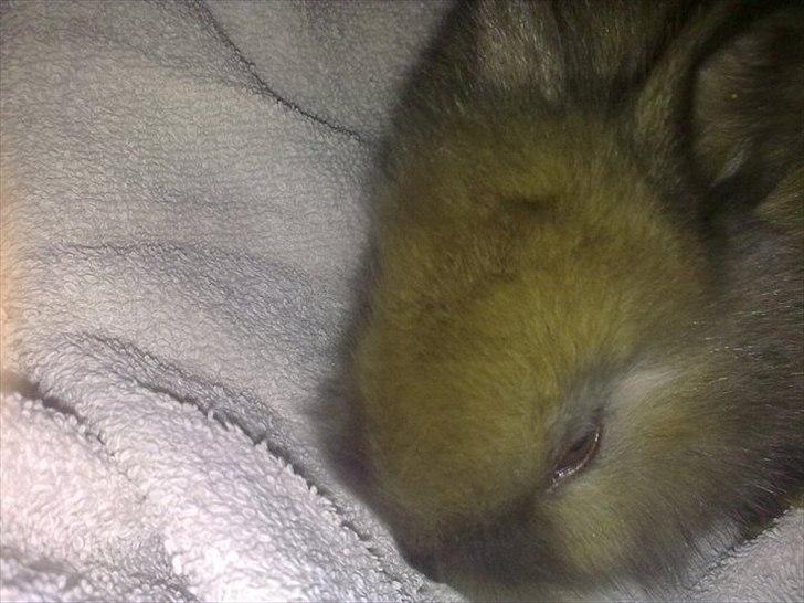 6 kanin unger gratis. billede 15