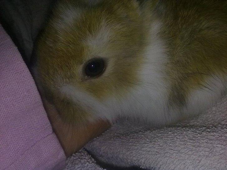 6 kanin unger gratis. billede 16