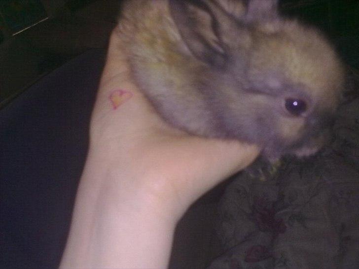 6 kanin unger gratis. billede 17