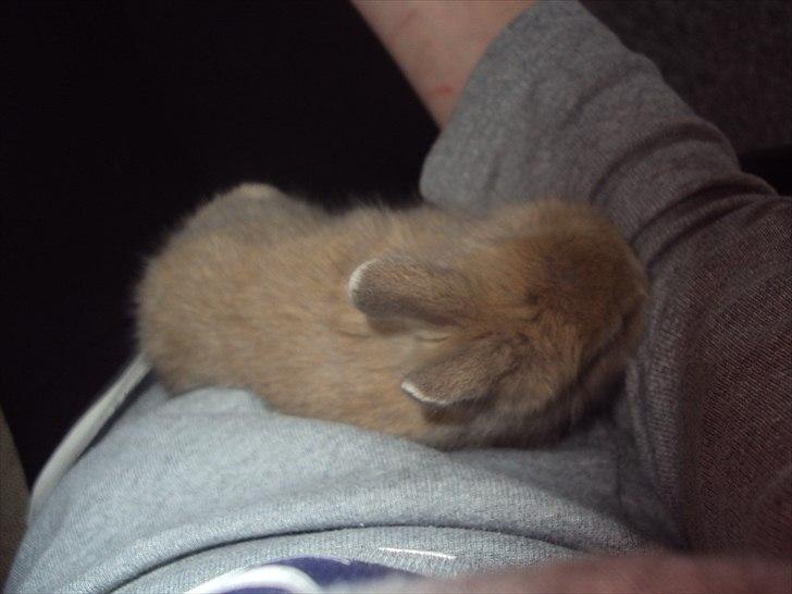 6 kanin unger gratis. billede 18