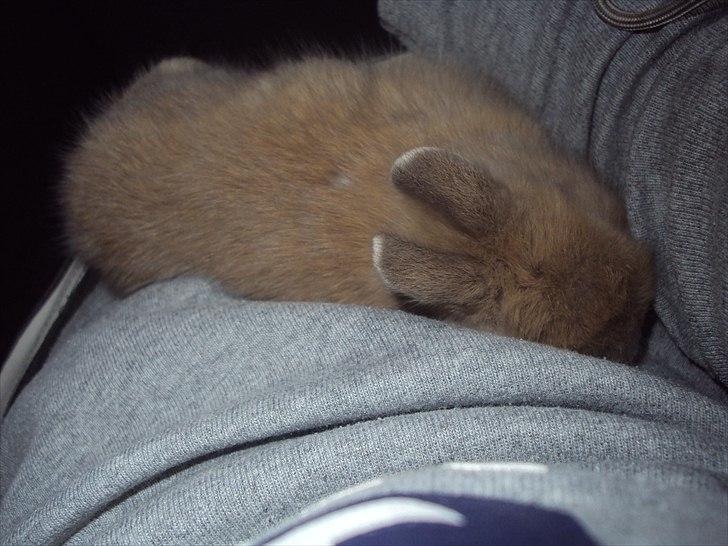 6 kanin unger gratis. billede 19