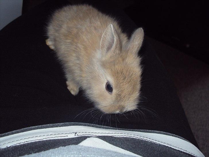 6 kanin unger gratis. billede 20