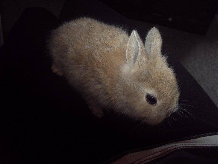 6 kanin unger gratis. billede 21