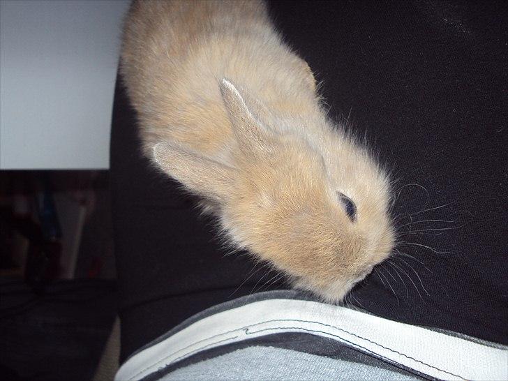 6 kanin unger gratis. billede 22