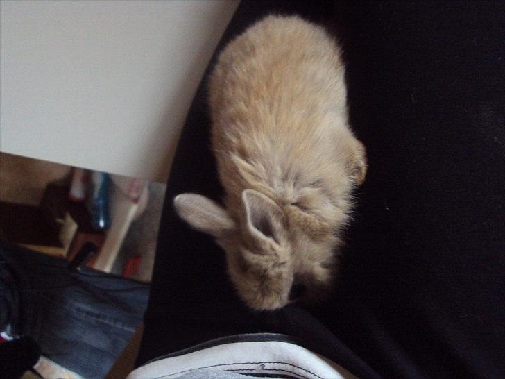 6 kanin unger gratis. billede 23