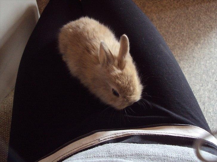 6 kanin unger gratis. billede 24