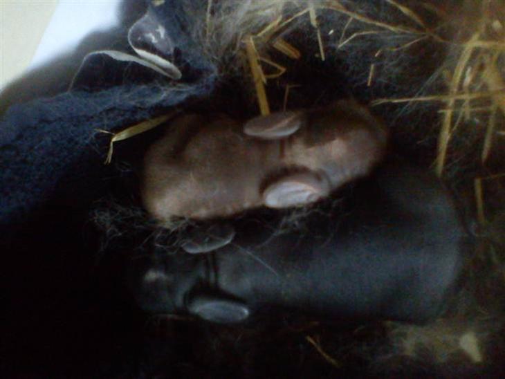 {{currentPhoto.altText}} billede {{currentPhoto.number}}