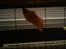 Guld Hamsterne