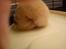 Guld Hamsterne