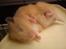Guld Hamsterne
