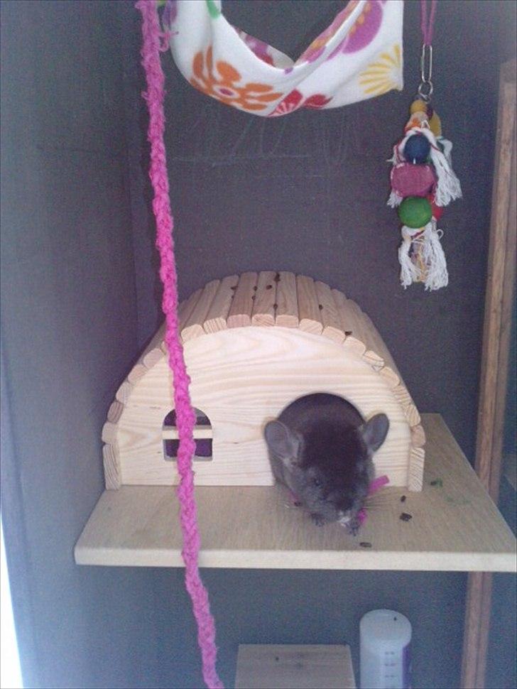 Hjemmelavet chinbur - Paradise city! - Toppen af Zoeys bur. billede 9