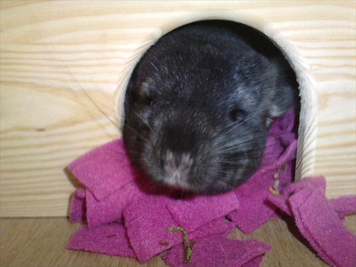 Hjemmelavet chinbur - Paradise city! - Zoey der titter ud af huset. billede 14