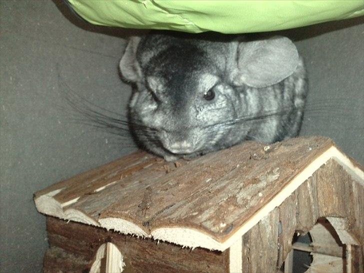 Hjemmelavet chinbur - Paradise city! - Olivers nye yndlings plads. billede 15