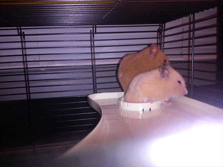 Guld Hamsterne billede 0