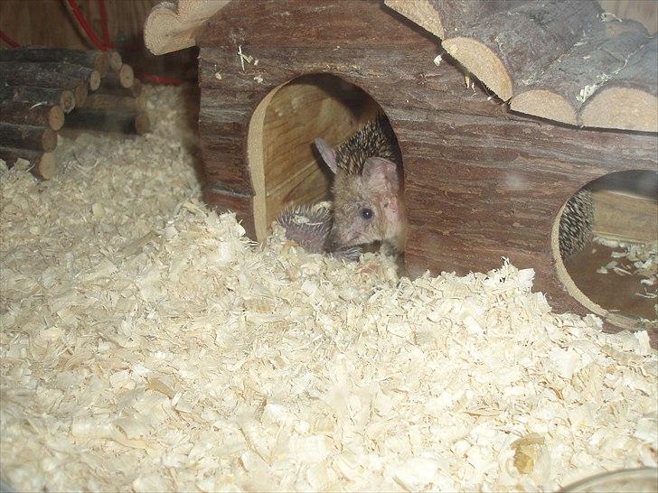 Egyptiske Langørede Pindsvin - Det her er nyt kuld fra juni 2011. billede 1