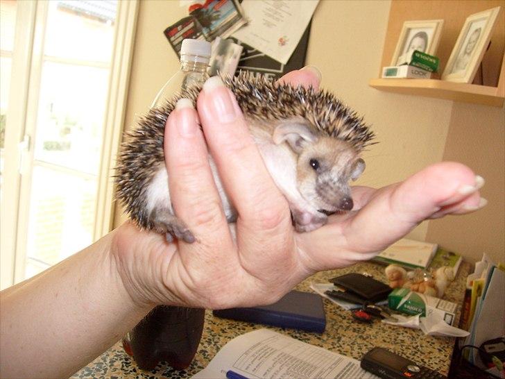 Egyptiske Langørede Pindsvin - Fravænnet unge billede 4