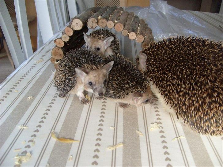 Egyptiske Langørede Pindsvin - "De tre små grise" og deres mor:) billede 6