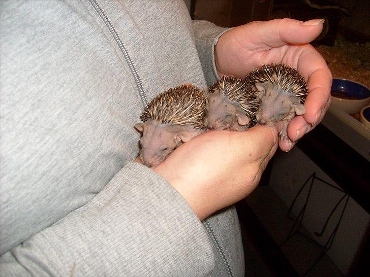 Egyptiske Langørede Pindsvin - Det her er Dk førstegangs opdræt fra sidste år. billede 2