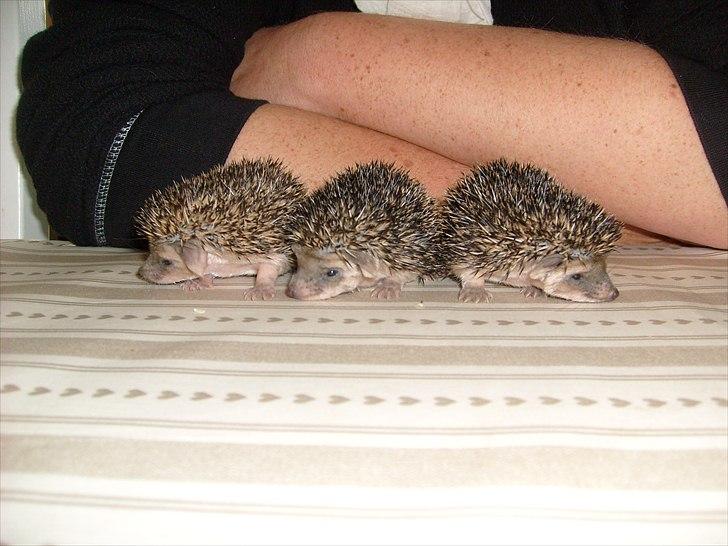 Egyptiske Langørede Pindsvin - De første "3 små grise" billede 3