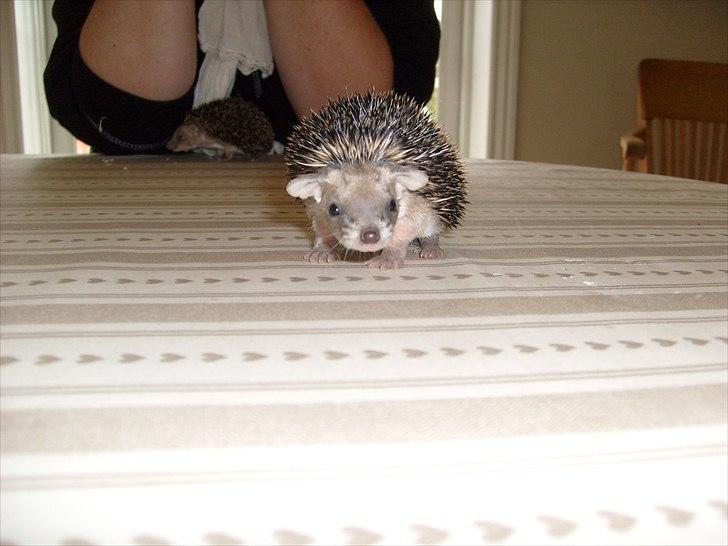 Egyptiske Langørede Pindsvin - Fravænnet unge billede 5