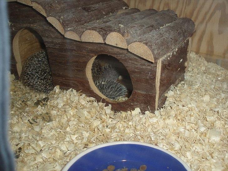 Egyptiske Langørede Pindsvin billede 7